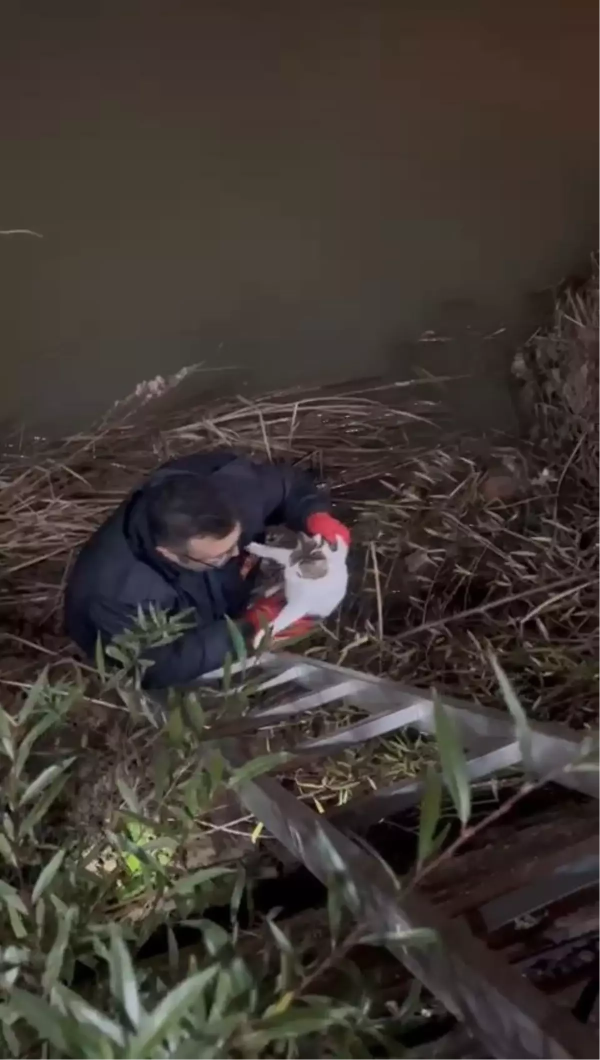 Zonguldak’ta Çaya Düşen Kedi 3. Kez Kurtarıldı